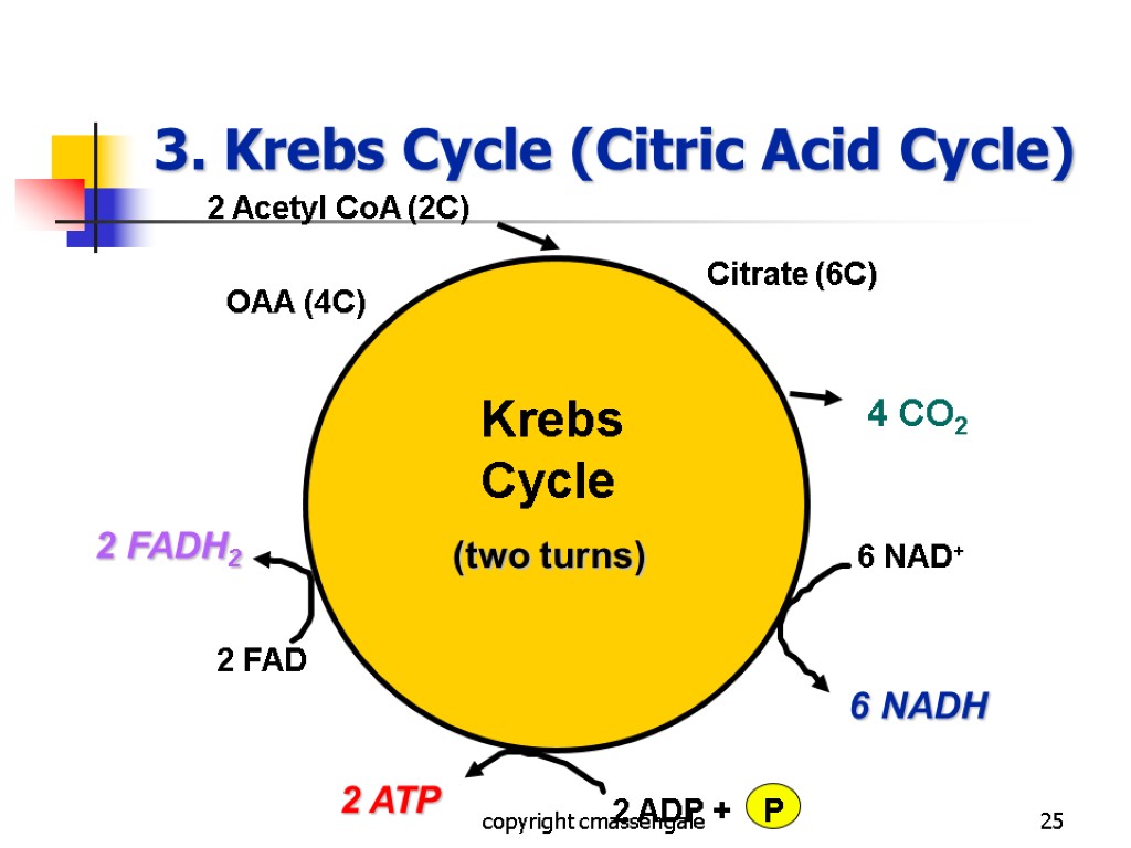 25 3. Krebs Cycle (Citric Acid Cycle) copyright cmassengale